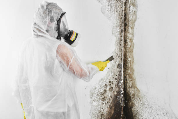 Best Mold Prevention Services  in Patterson Tract, CA